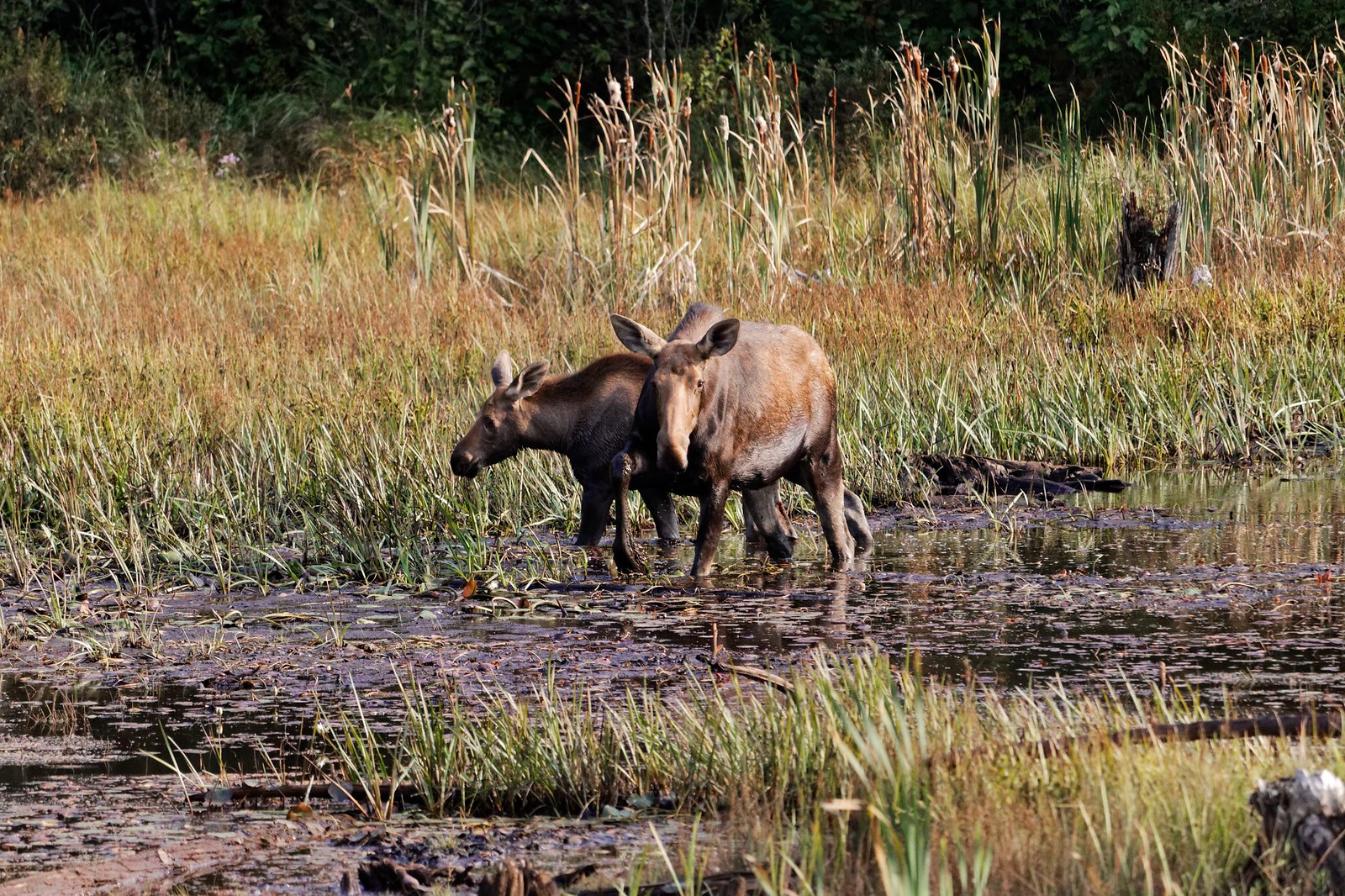 Moose in the Algonquin Park