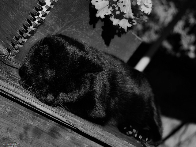 Sleppy Black Cat