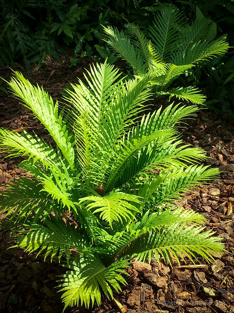 Blechnum gibbum