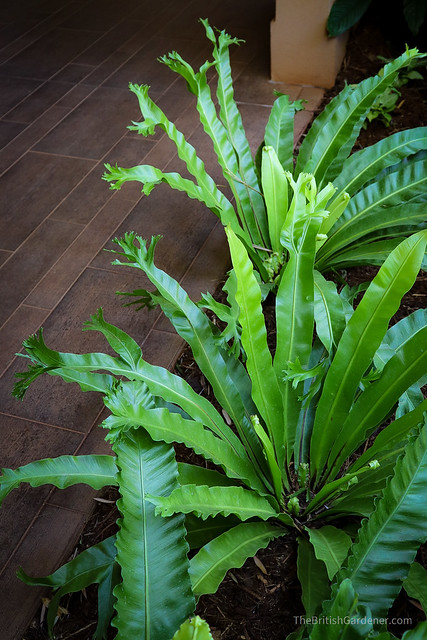 Asplenium antiquum 'Crissie'