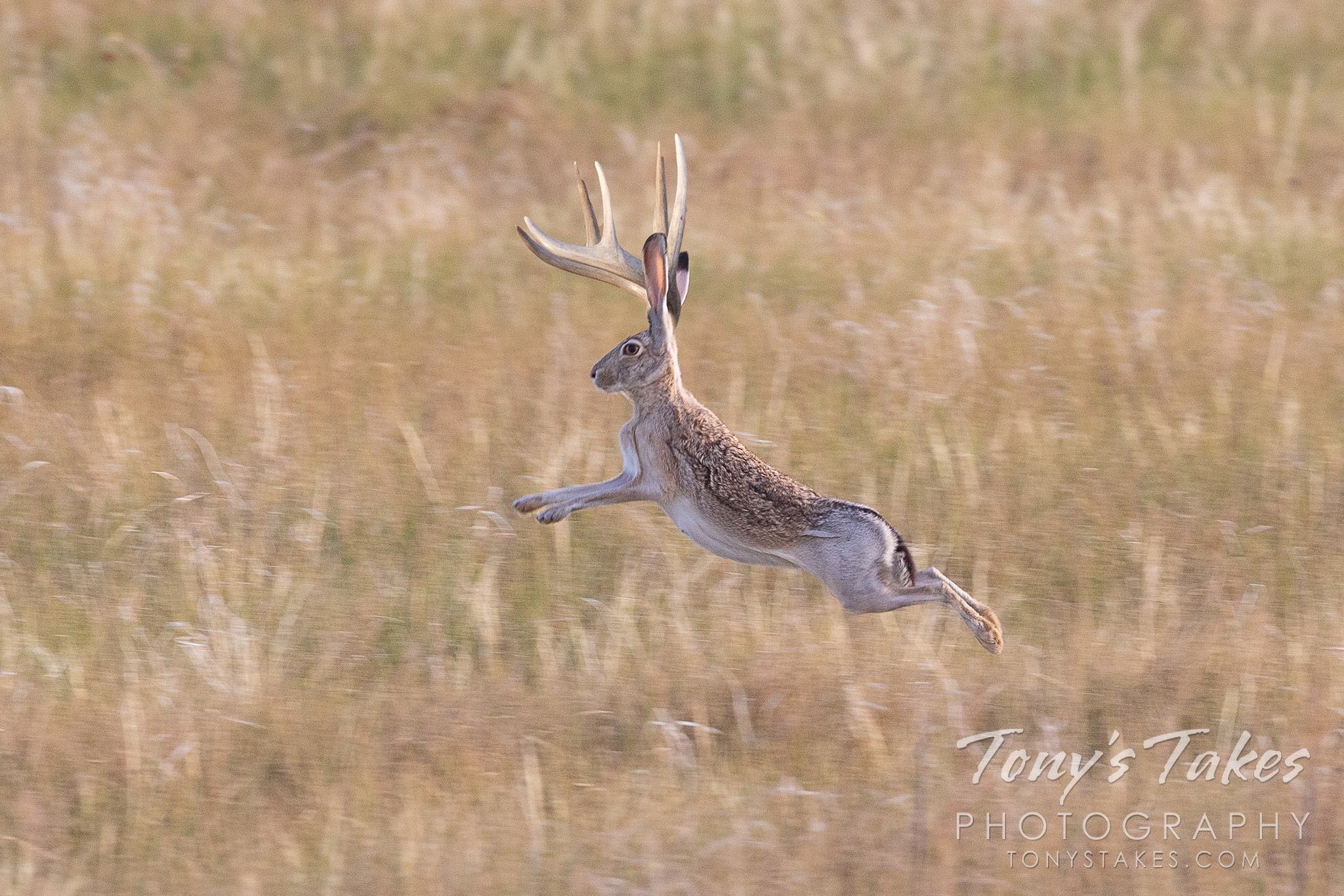 Extraordinarily rare jackalope bounds across the plains