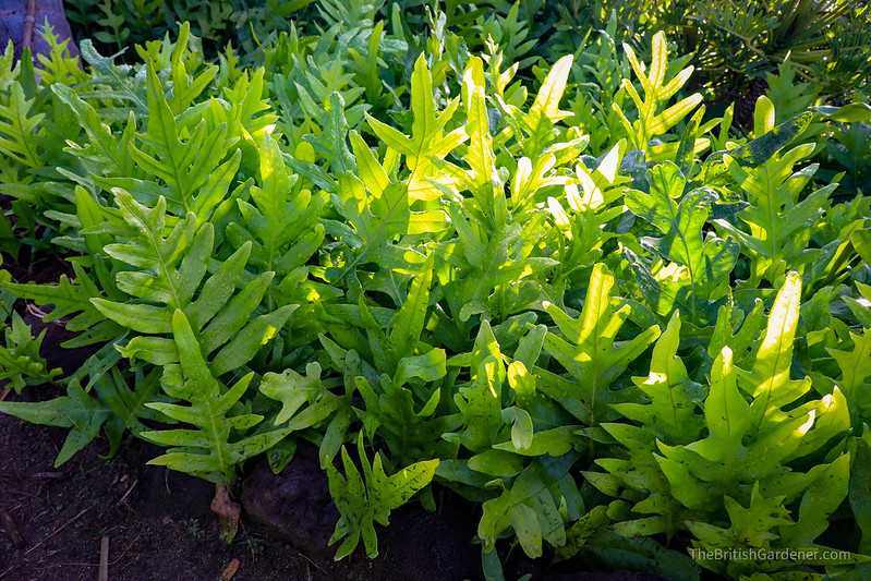 Microsorum scolopendrium