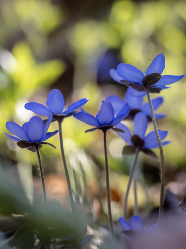 Springtime | by kunikunterbunt