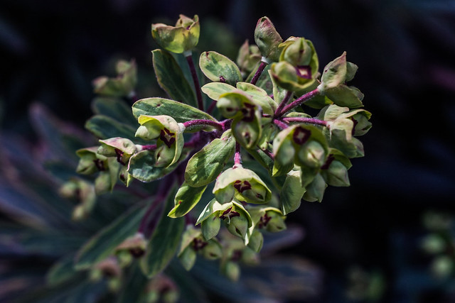 flowers  of the Euphorbia plant