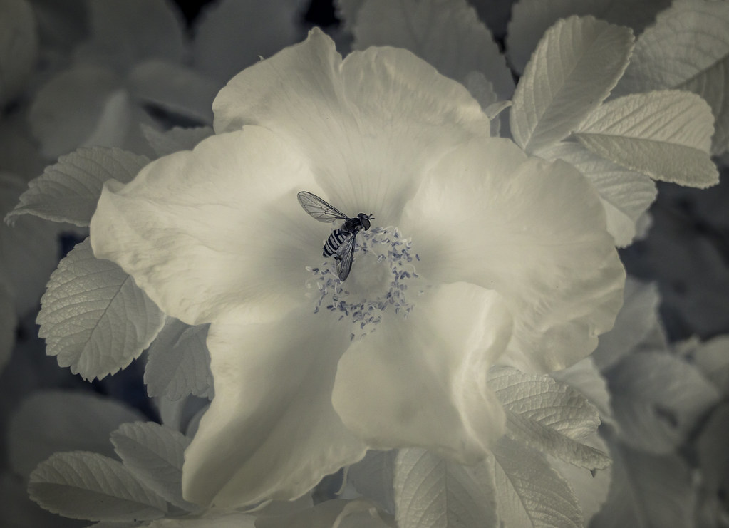Infrared insect