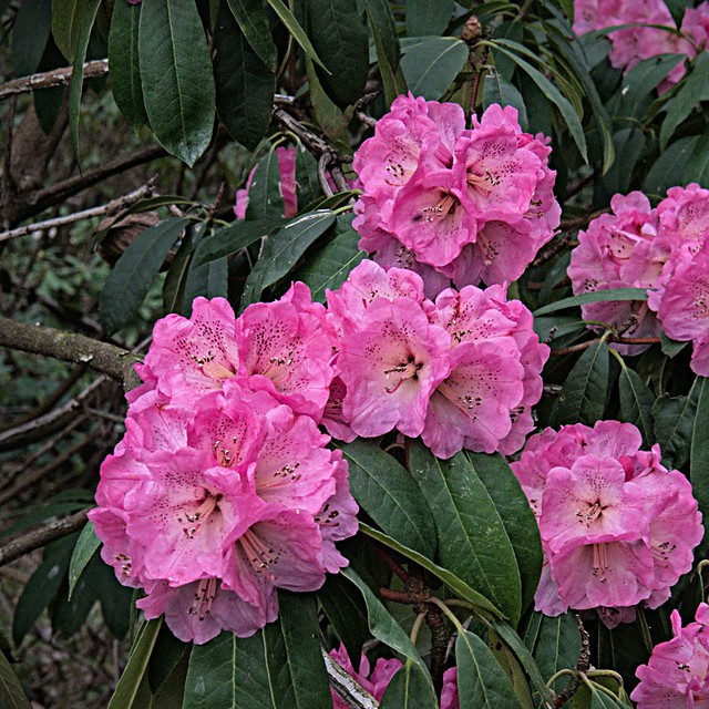 Rhododendron clusters 4 1 2021