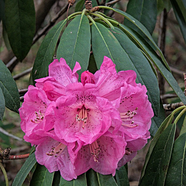 Rhododendron single cluster 4 1 2021