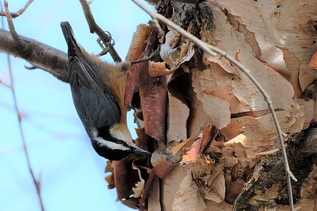 Red-breasted Nuthatch on a birch tree