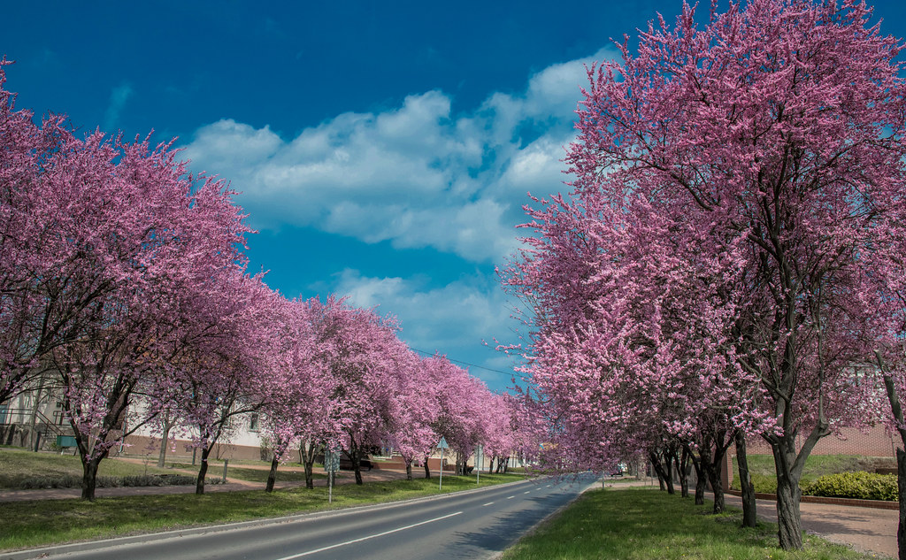 Spring home (Hungary/Tököl) | Nikon AF-S DX 16-80mm f/2.8-4E… | Flickr
