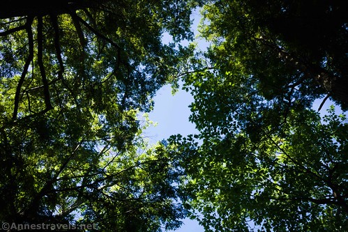 Looking up through the maples at the end of the Bentley Bond's Trail, North Rose, New York
