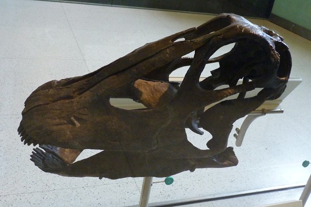 Diplodocus longus (1-8-19 AMNH saurischian)