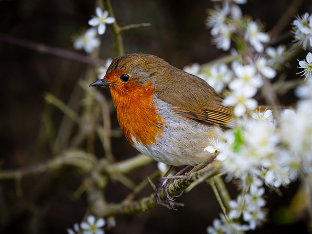 Robin surrounded by flowers