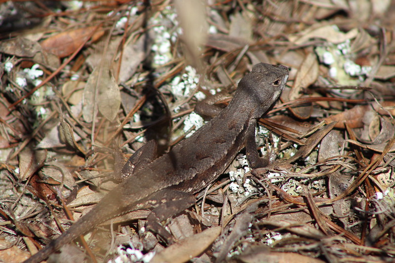 Flordia scrub lizard