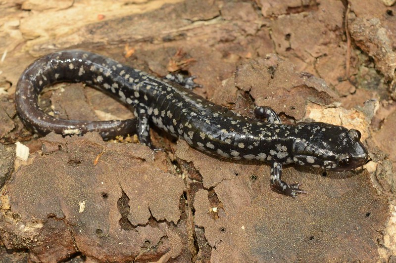 Ocmulgee slimy salamander
