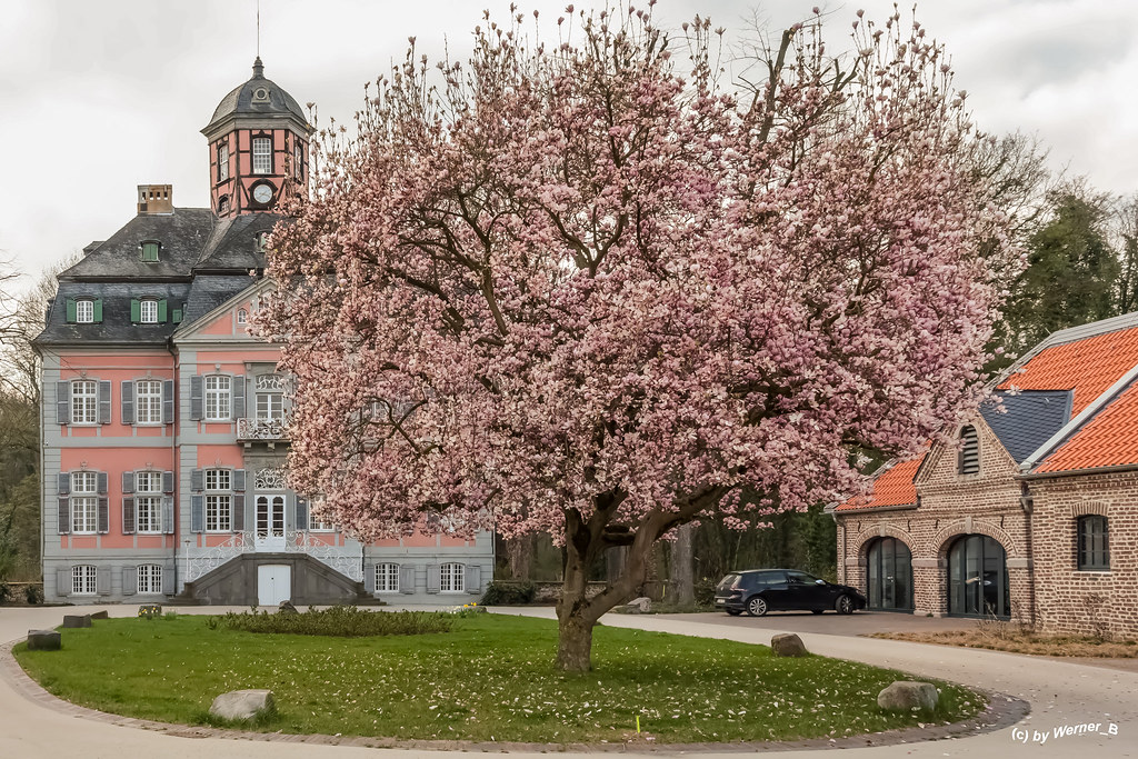 Magnolienbaum im Hof von Schloss Arff 2021