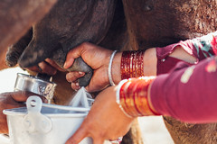 Woman's Hands Milking Camel, Lahore Pakistan