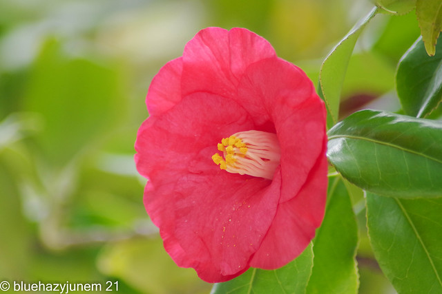 Camellia Japonica #3