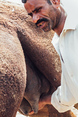 Man Milking Camel, Lahore Pakistan