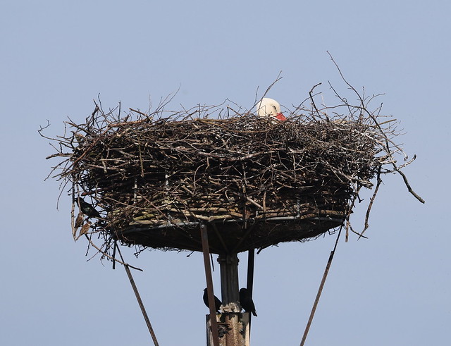 Hvid stork (White stork / Ciconia ciconia)