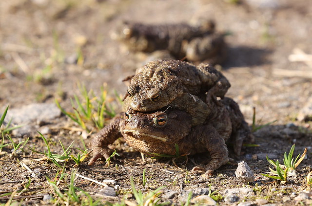 Skrubtudse (Common Toad / Bufo bufo)