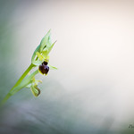 Ophrys Araignée-Ophrys sphegodes
