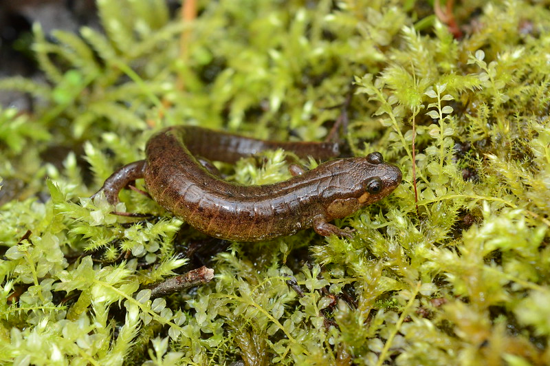 Apalachicola dusky salamander