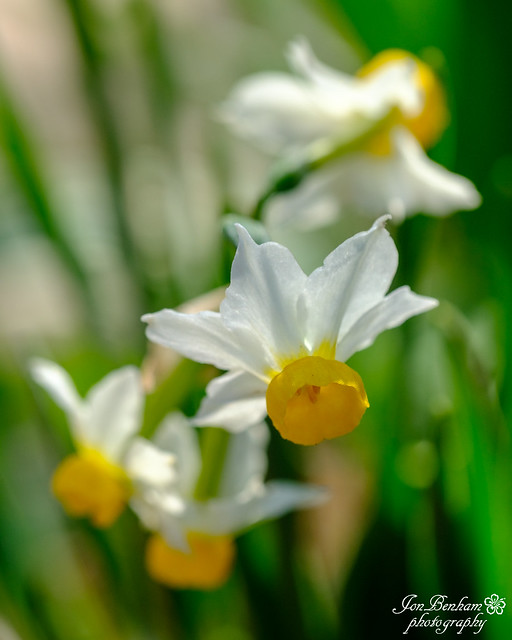 Narcissus macro