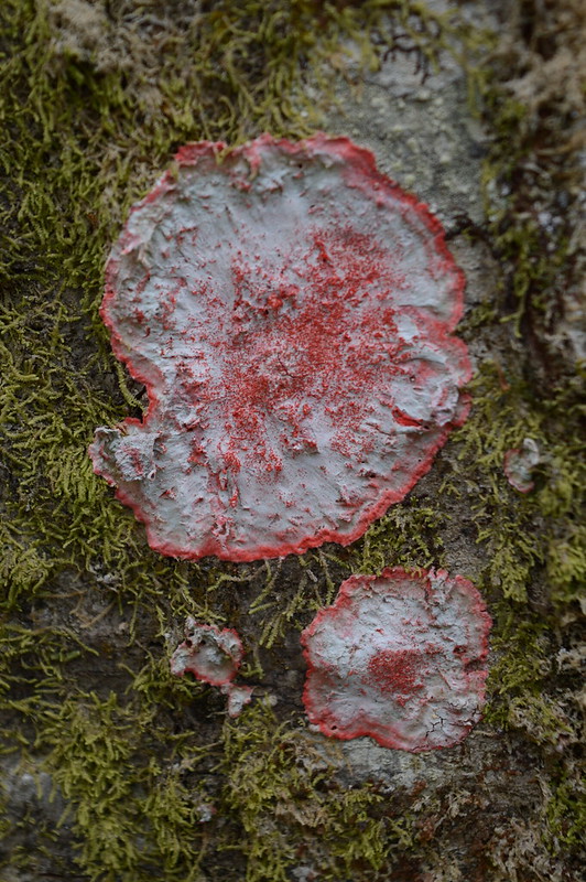 pink lichens