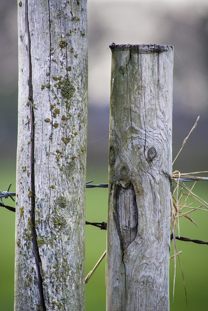 A pair of fence posts