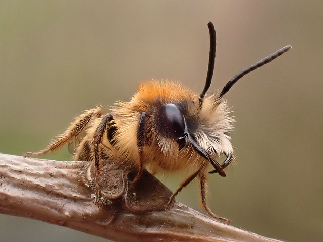 Andrena fulva (m)