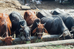 Cattle Grazing in Trough, Lahore Pakistan