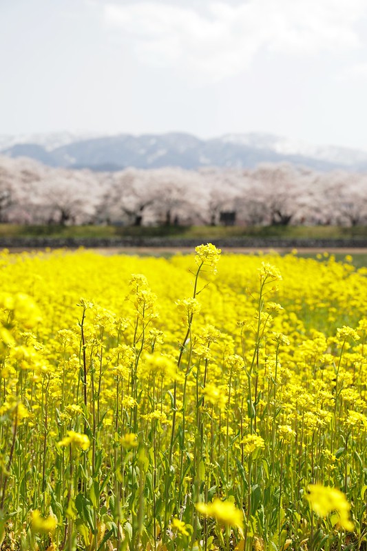 Японская весна: миллиарды цветов Untitled