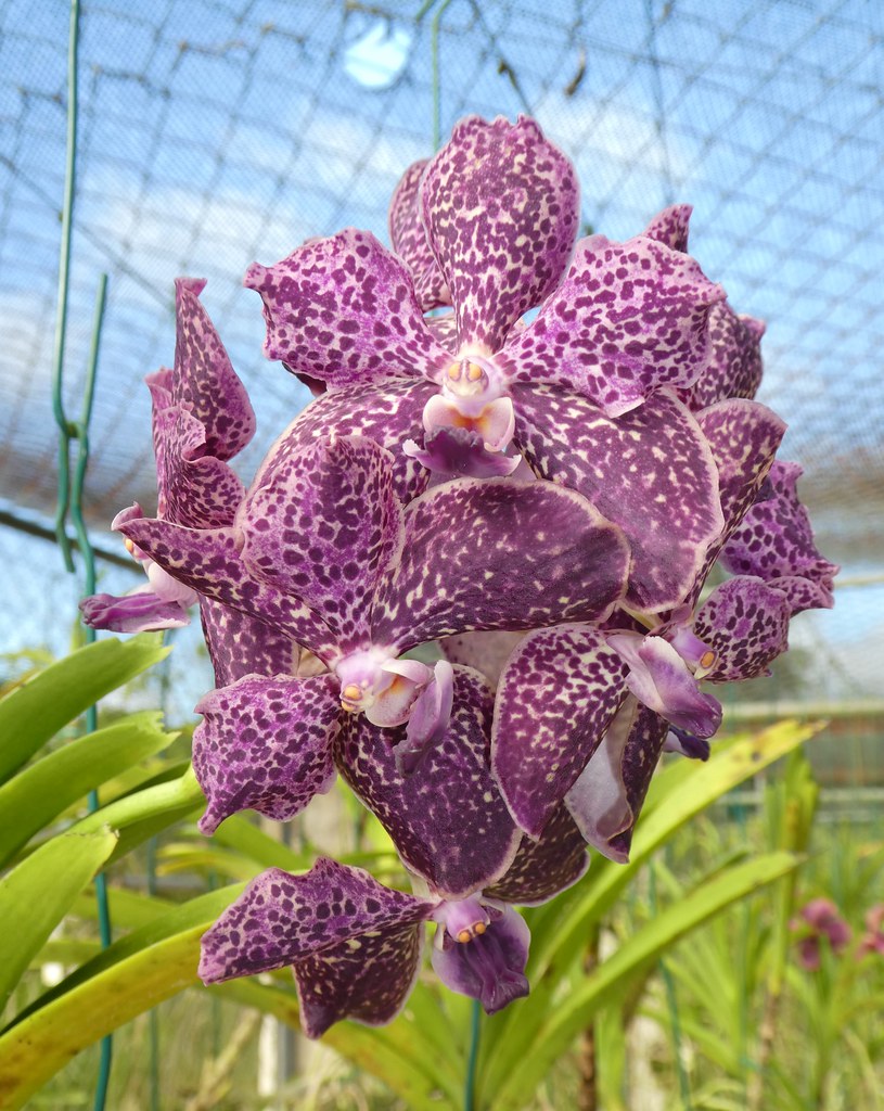 Barbados - Orchid World and Tropical Flower Garden