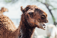 Milk-Drenched Camel, Lahore Pakistan