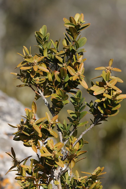 Buis (Buxus sempervirens)