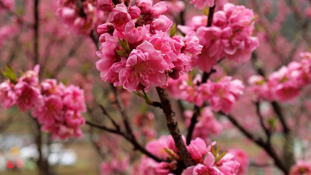 peach flowers blooming behind the Matabei-zakura cherry tree