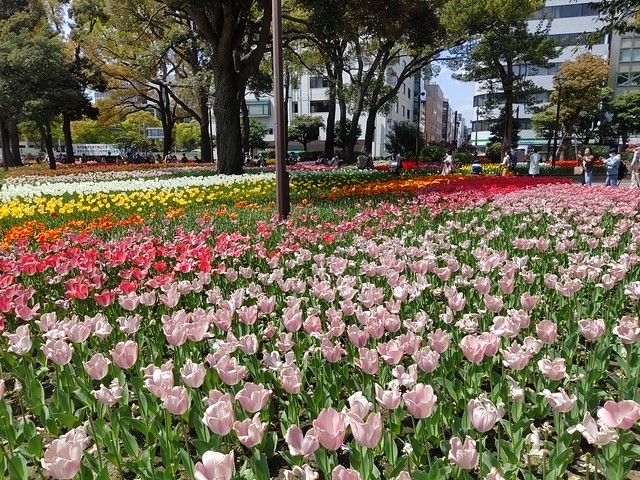 チューリップの横浜公園
