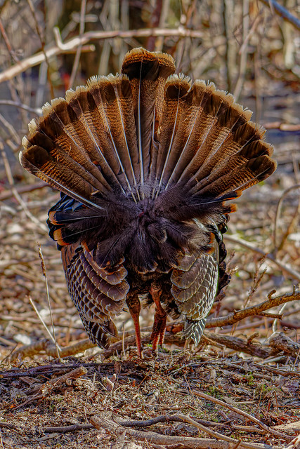 Dindon Sauvage - Wild Turkey - Meleagris gallopavo