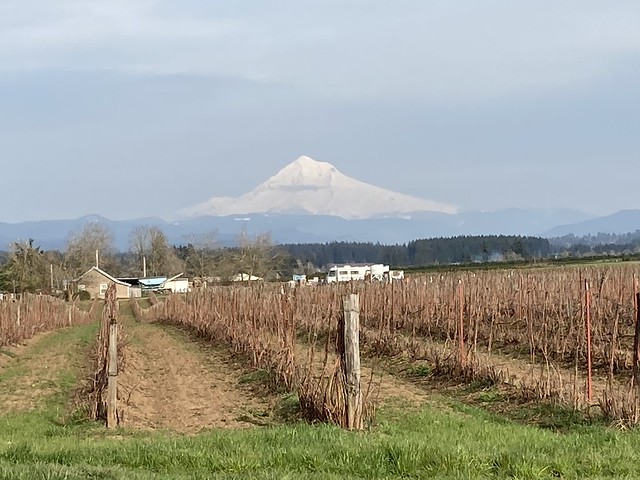 Mount Hood from Amisegger Road