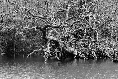 tree pond nationaltrust bookhamcommon