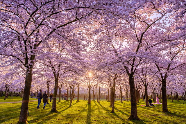 Cherry Blossom Park