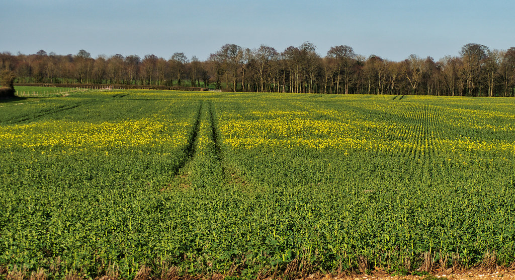 Young crop near Winchester