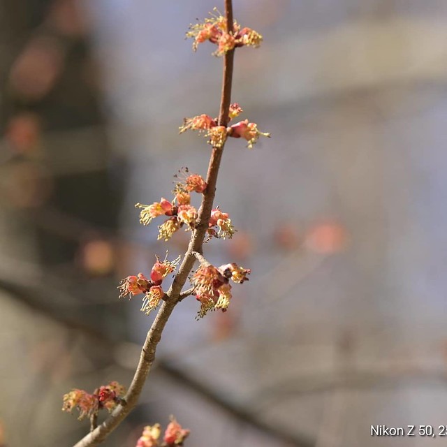 Signs of Spring_3296