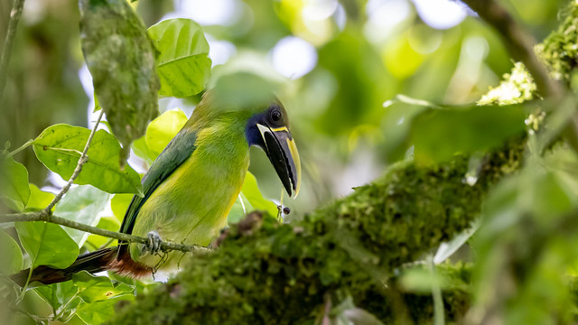 Nothern Emerald Toucanet