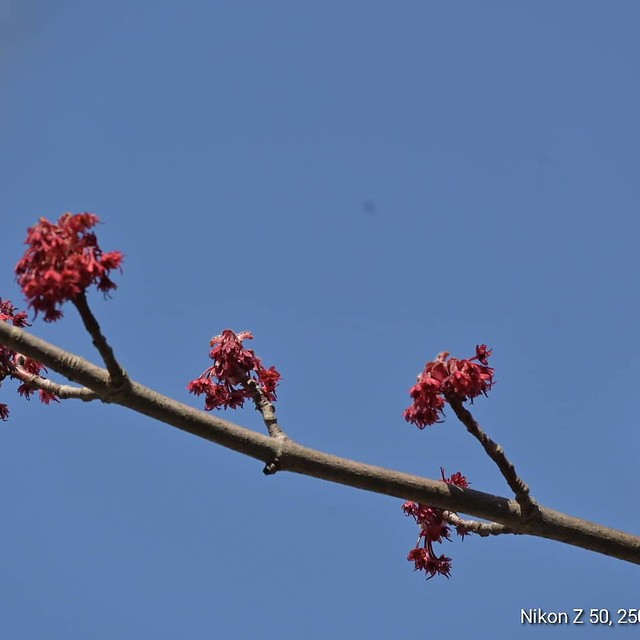 Signs of Spring_3299
