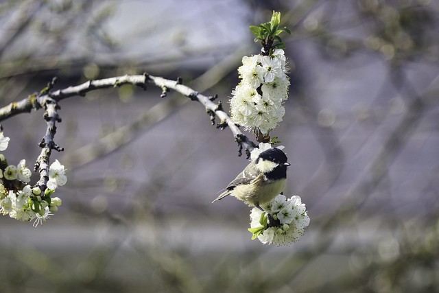 Bird and Blossoms