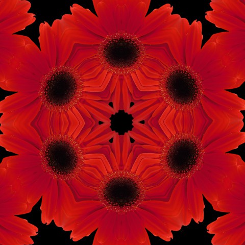 2021115-DAISIES IN RED