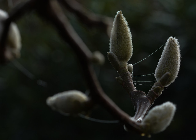 A blanket of delicate dew drops on our magnolia tree