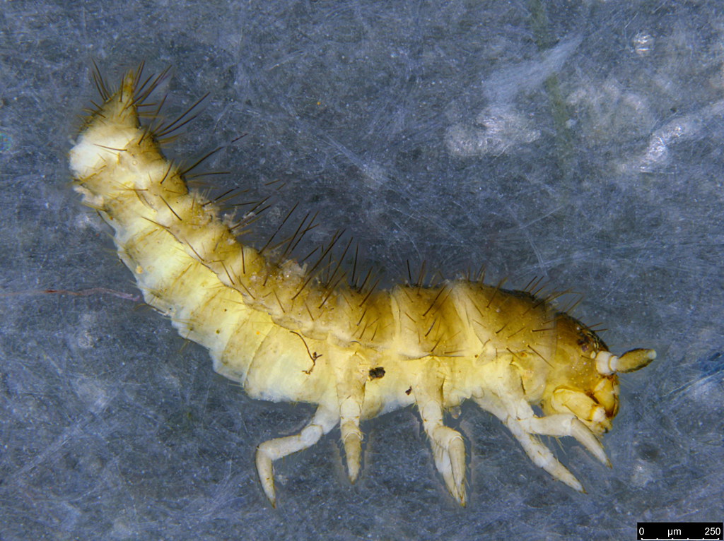 6a - Coleoptera sp.