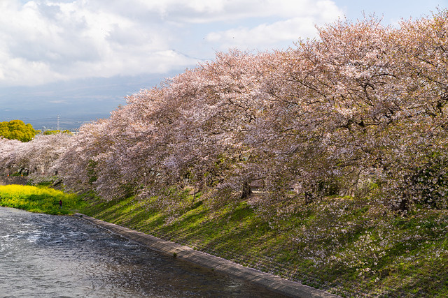 Urui River and Cherry Blossoms with Sunlight (DSC00615_LR)